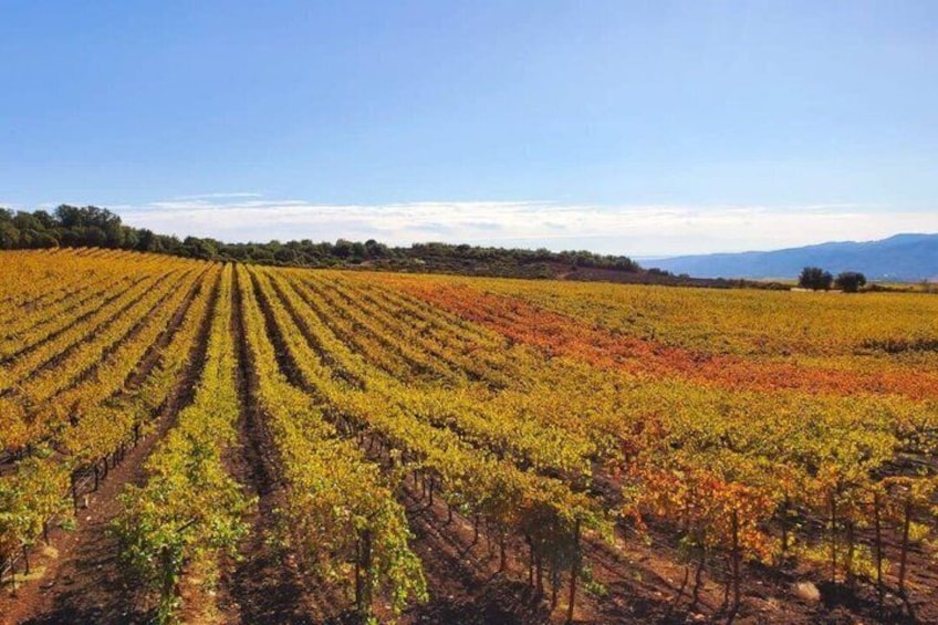 A vineyard with rows of grapevines under a clear sky. 2