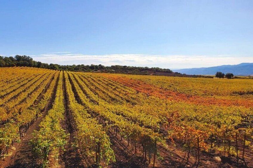 A vineyard with rows of grapevines under a clear sky. 3