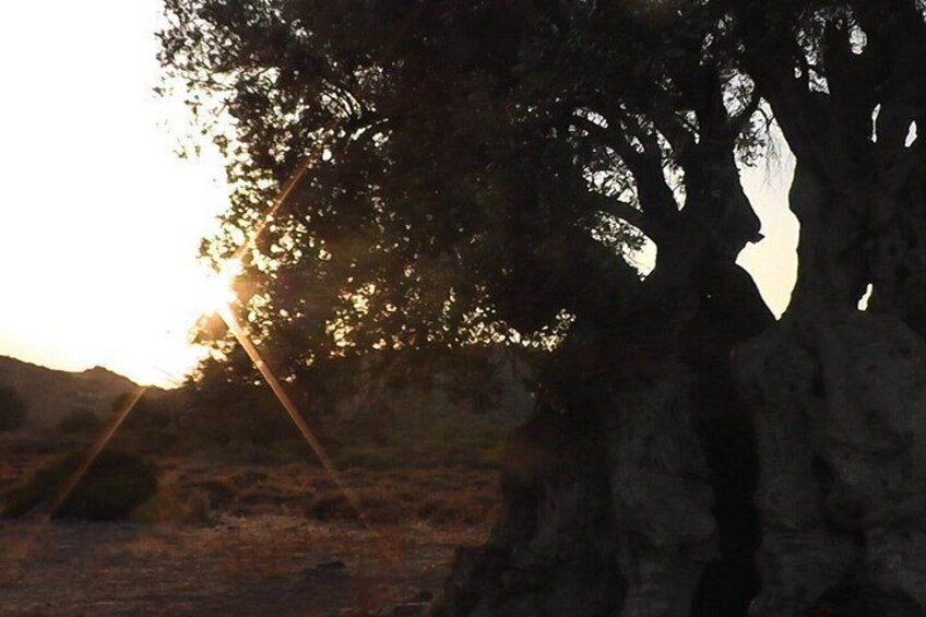 A tree with sunlight filtering through its leaves. 5