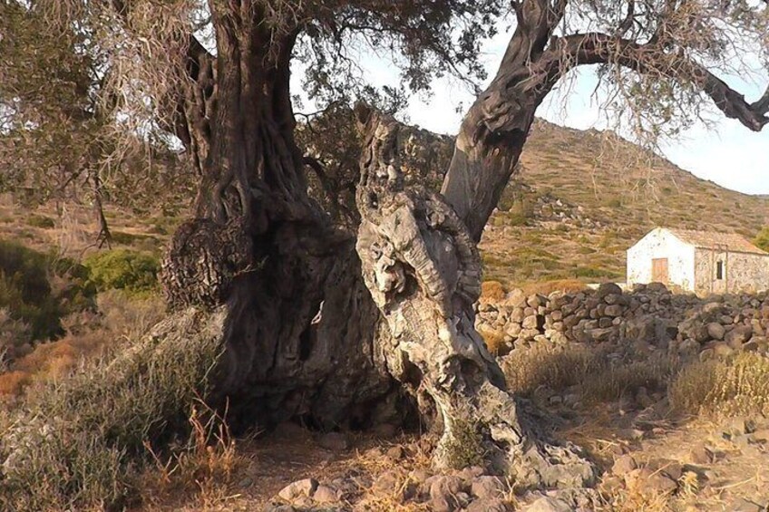 Aegina Ancient Olive Grove Eleonas and Perdika Village Tour 1