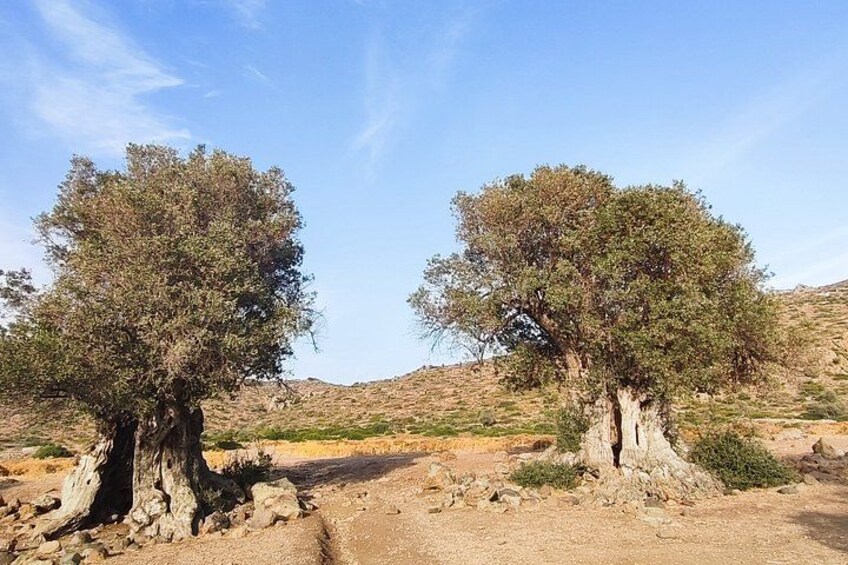 Two trees with thick trunks and sparse foliage in a dry, rocky landscape. 2