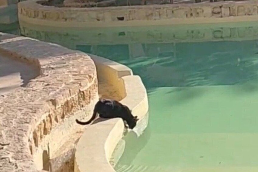 A cat on a stone ledge by a pool. 3