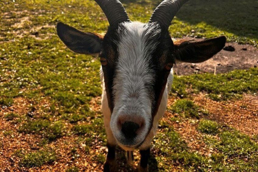 A goat with horns, standing on grass. 2