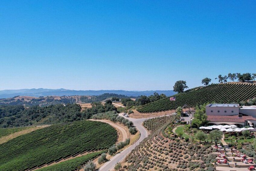 A vineyard with rows of grapevines, a road, and buildings. 2