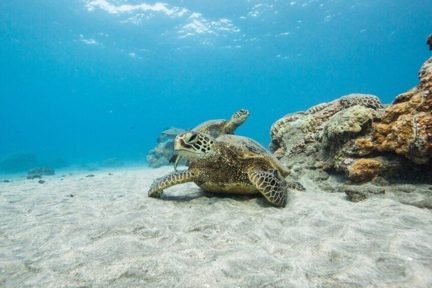 Maui Snorkel and Sunset Sail Lahaina 5