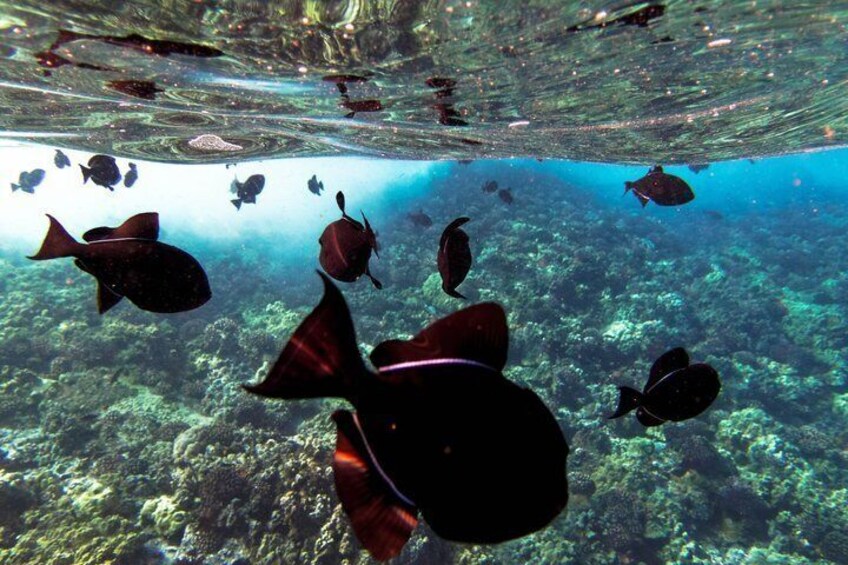 Maui Snorkel and Sunset Sail Lahaina 4