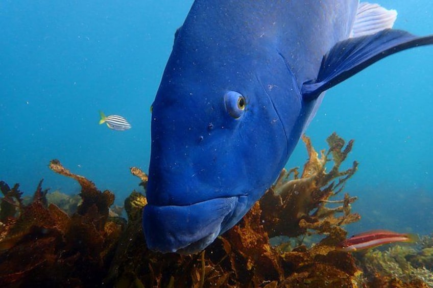 A large blue fish swimming near underwater vegetation. 3
