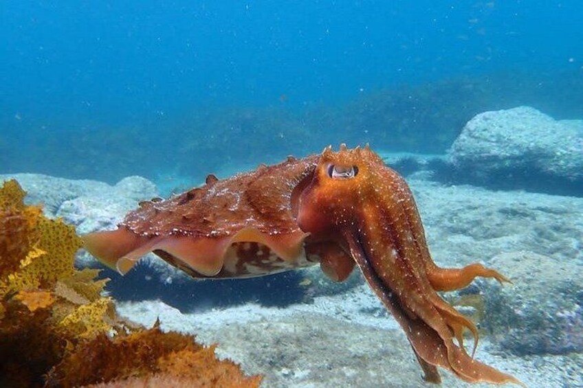 A marine creature with a mottled brown and white body, long tentacles, and a prominent eye, swimming near a coral reef. 1