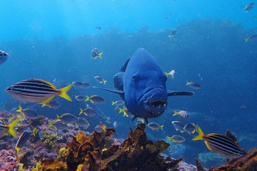 A large blue fish swimming among smaller striped fish in a coral reef. 2