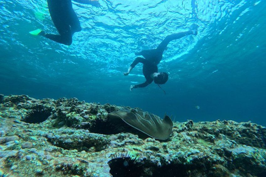 A diver underwater with a stingray on a coral reef. 4