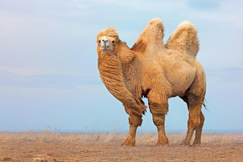 A camel standing in a dry grassland with a clear sky. 2