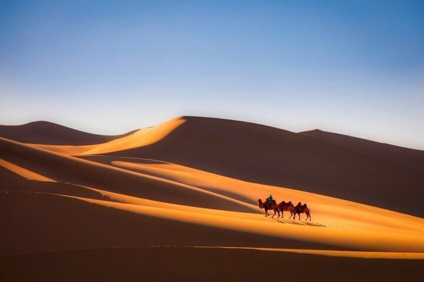 A camel caravan traversing undulating sand dunes under a clear sky. 1