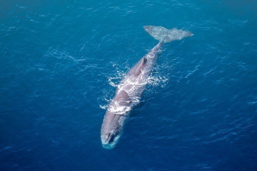 A whale swimming in the ocean. 1