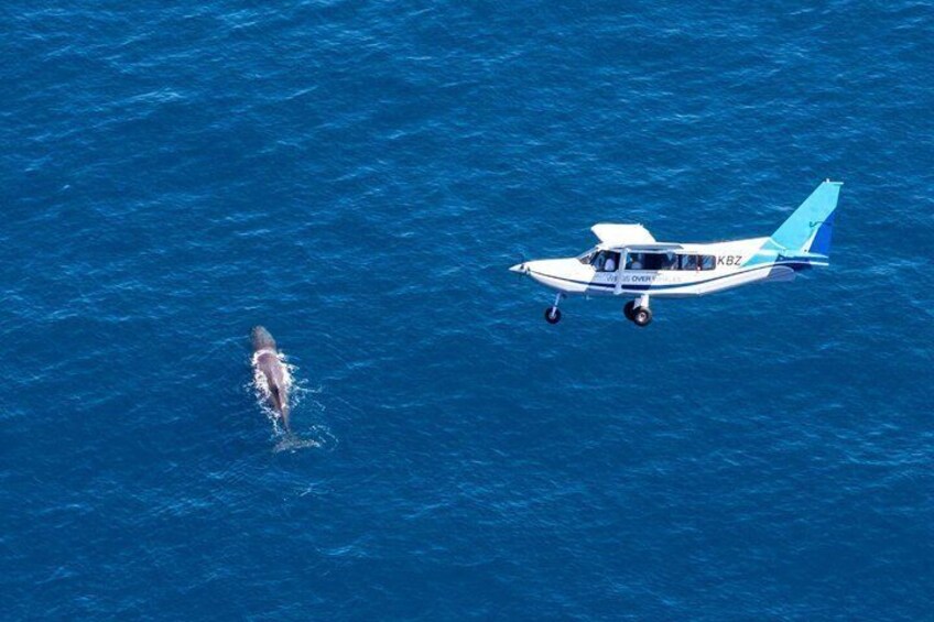 A small aircraft flying over a body of water with a dolphin swimming below. 2