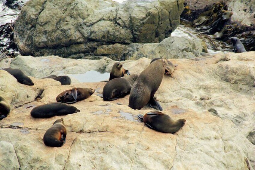 A group of seals resting on a rocky shore. 3