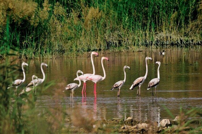 8 Hour Bird Watching and Muscat Highlights Tour 1