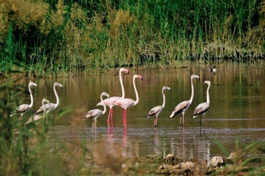 A group of flamingos standing in shallow water with green vegetation in the background. 1