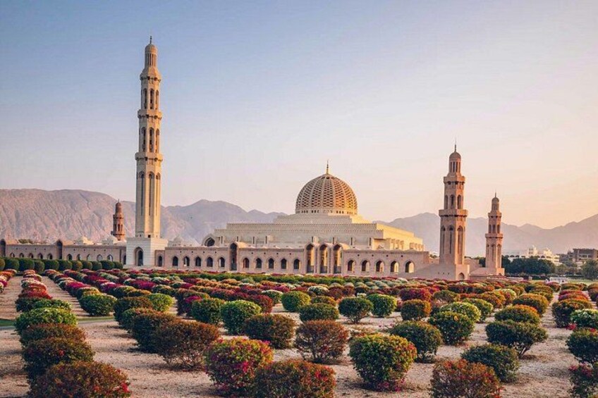 8 Hour Bird Watching and Muscat Highlights Tour 3