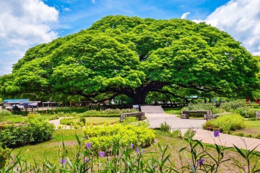 A large tree with a wide canopy, a paved walkway, and a grassy area with various plants. 3