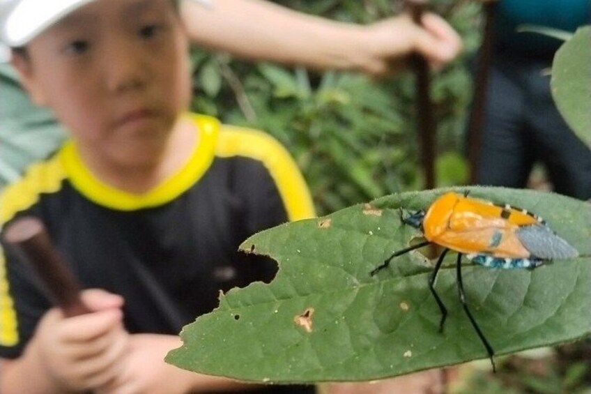 Private Koh Chang Jungle Trekking with Hotel Transfer 4