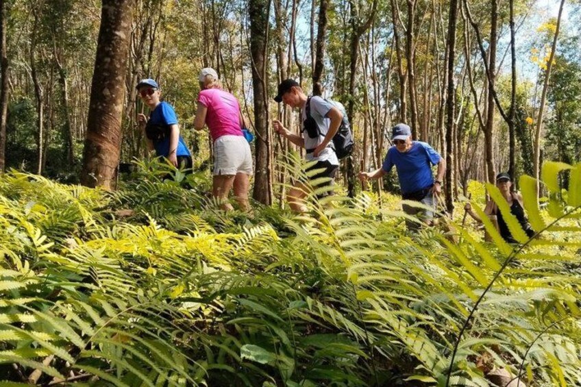 Private Koh Chang Jungle Trekking with Hotel Transfer 2