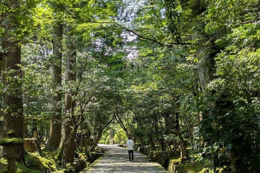 A forested pathway with tall trees and a person walking. 4