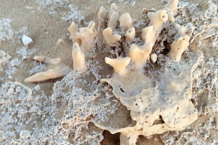 A close-up of a coral formation on a sandy beach. 4
