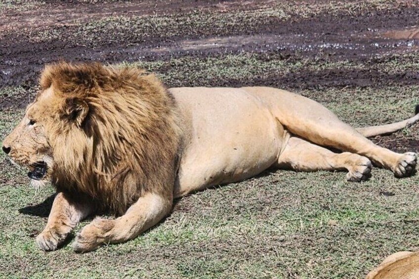 5 Days 4 Night Serengeti National Park 4WD Tour Adventure 3