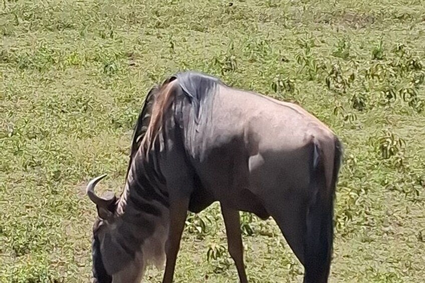 A wildebeest grazing in a grassy field. 3