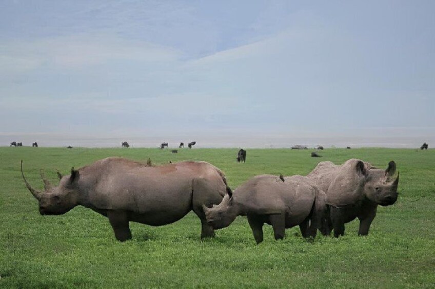 A group of rhinos in a grassy field with a clear sky. 2
