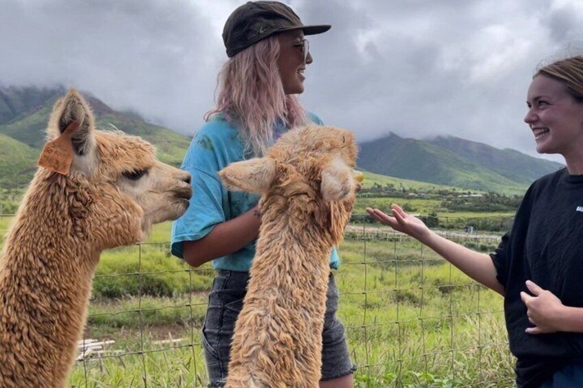 Two llamas and two people in a grassy field with mountains in the background. 2