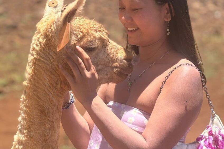 A person petting a llama. 4