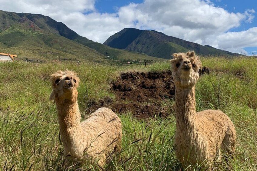 Two llamas in a grassy field with mountains in the background. 5
