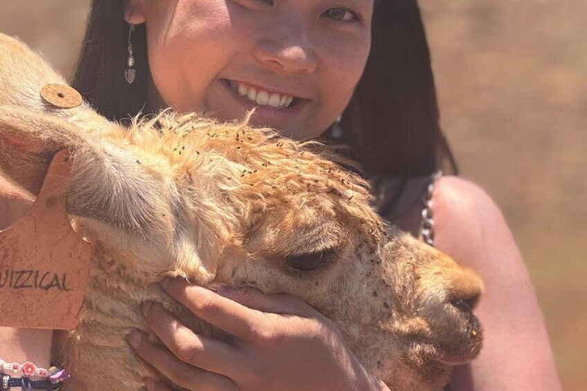 A person holding a camel with a tag that reads 'QUIZICAL.' 3