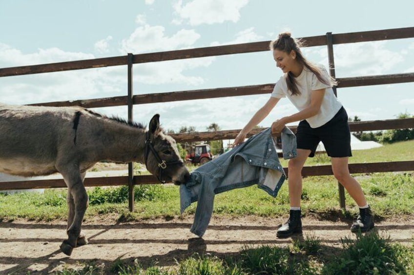 A person interacting with a donkey near a wooden fence in an outdoor setting. 2