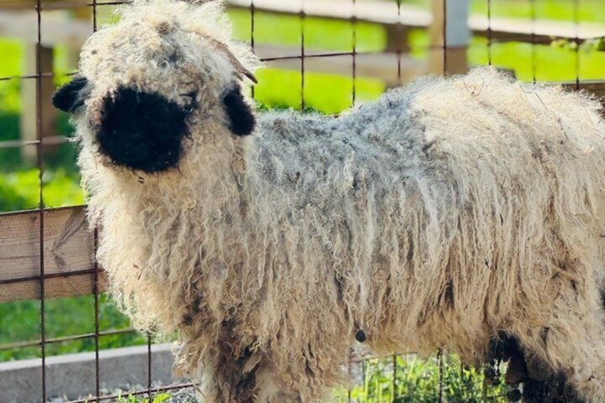 A sheep with long wool standing behind a wire fence. 4