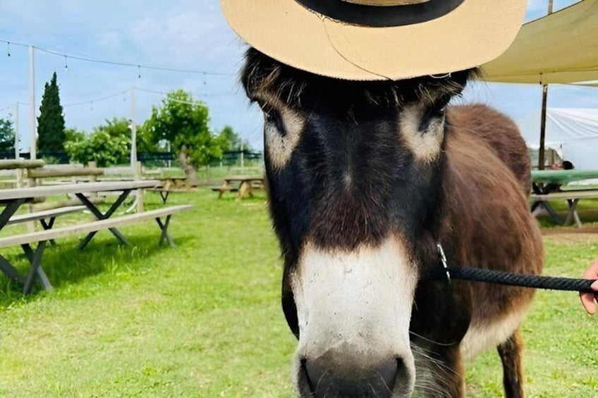 A horse with a hat, a rope, and picnic tables in the background. 3