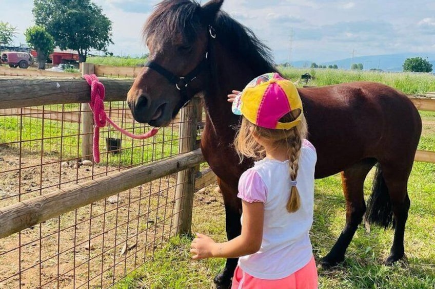 A child petting a horse behind a fence. 5