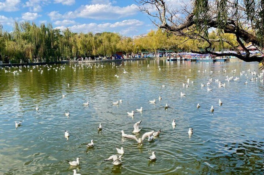 A lake with swans, trees, and a distant building. 2
