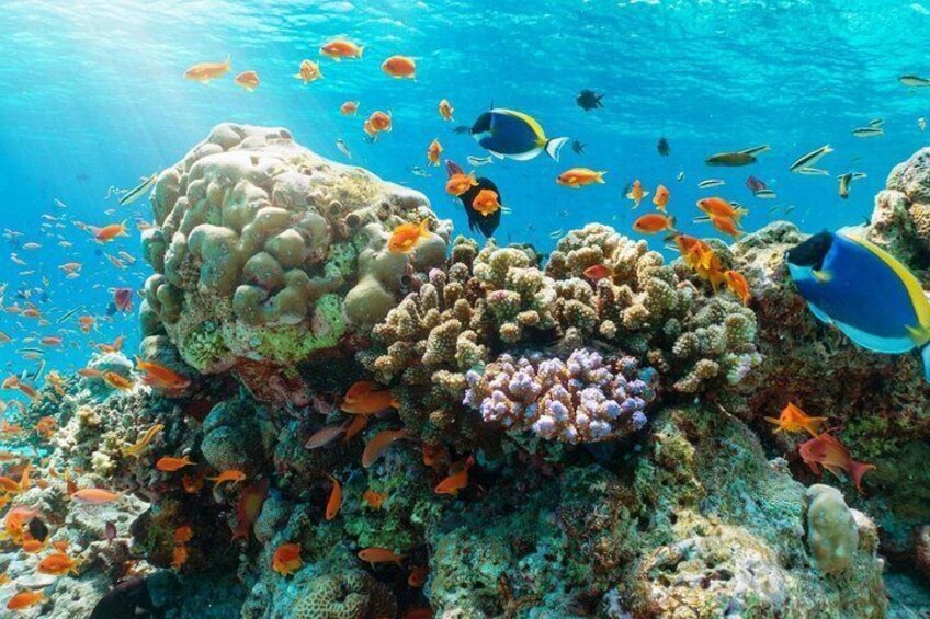A vibrant coral reef with diverse fish species and coral formations. 3