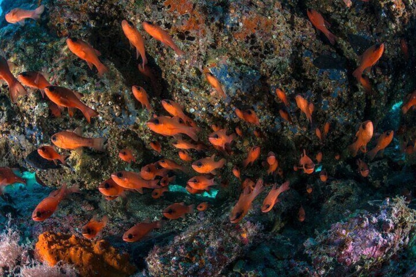 En stim av orangefärgade fiskar som simmar runt ett korallrev. 4