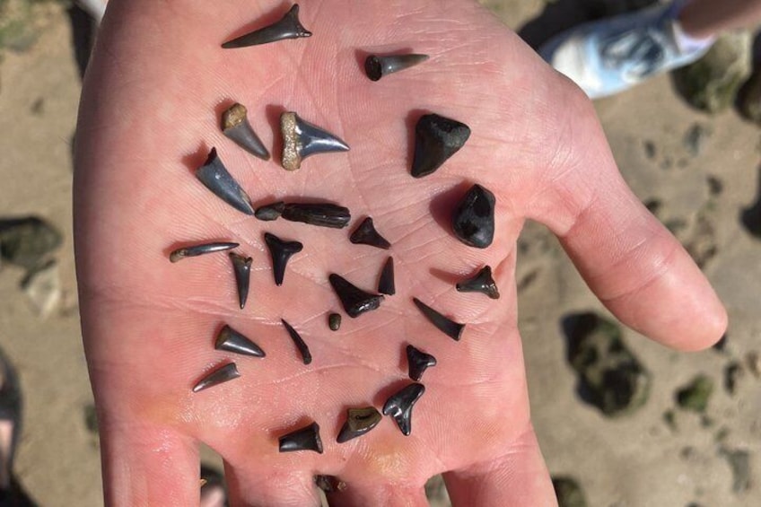 A hand holding several shark teeth. 3