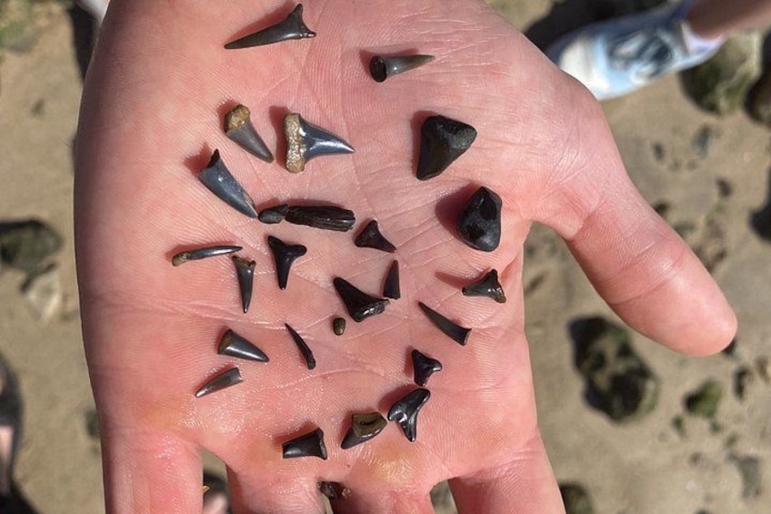 A hand holding several shark teeth. 3