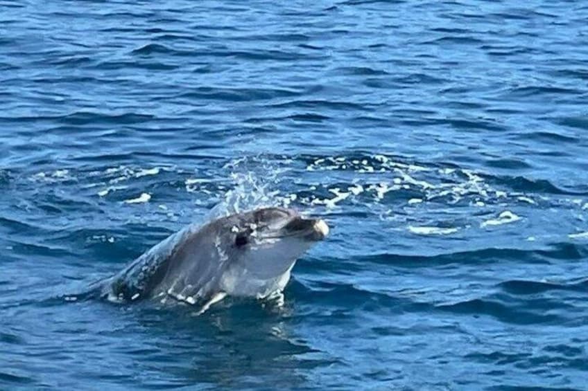 A whale swimming in the ocean. 2