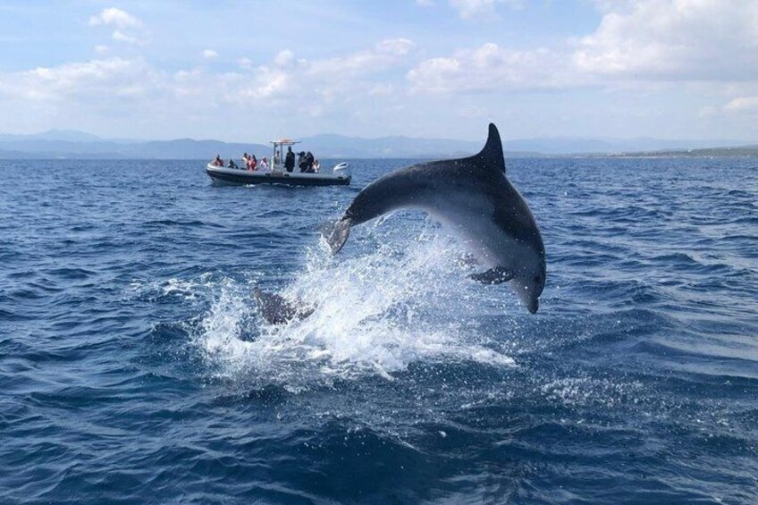 A dolphin leaping out of the ocean, a boat with people in the background, and a clear sky. 1