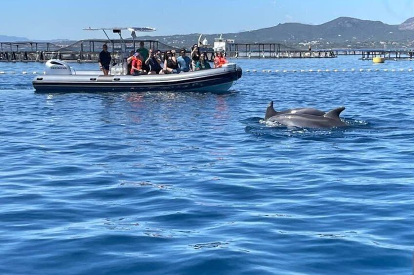 A boat with passengers and a dolphin swimming nearby. 3