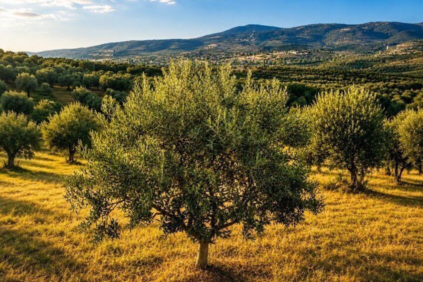 Olive Oil Seminar with Tasting in Metaggitsi Halkidiki 4