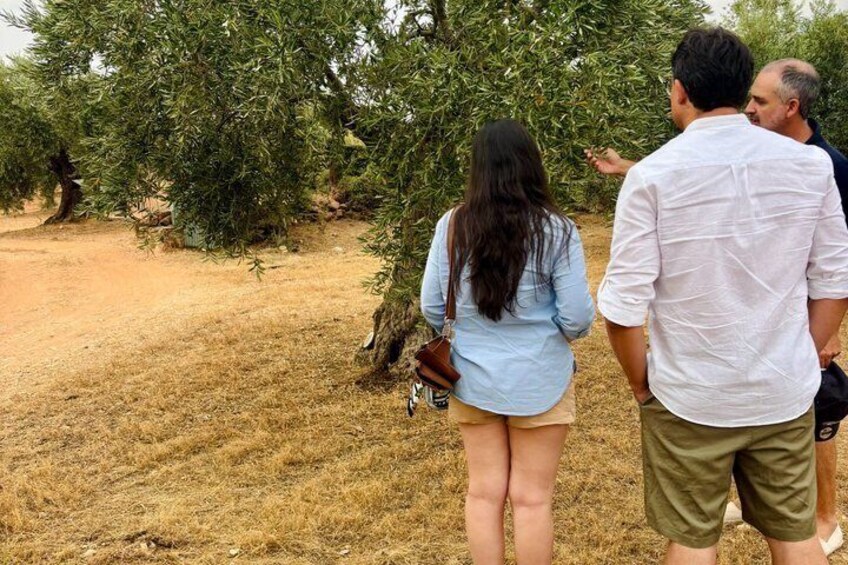 Exclusive Tasting of Olive Oil and Paella in Family Estate 2