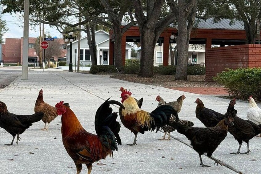 A group of chickens on a sidewalk with trees and buildings in the background. 3
