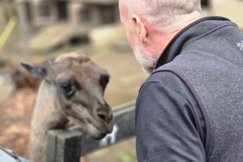 A person wearing a dark shirt standing near a wooden fence, with a llama visible in the background. 5